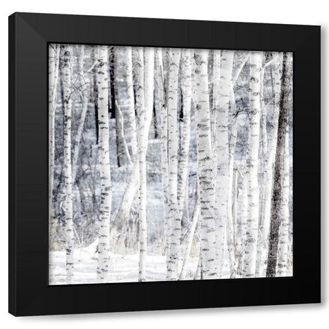 Aspen Snow 2 Black Modern Wood Framed Art Print with Double Matting by Allen, Kimberly