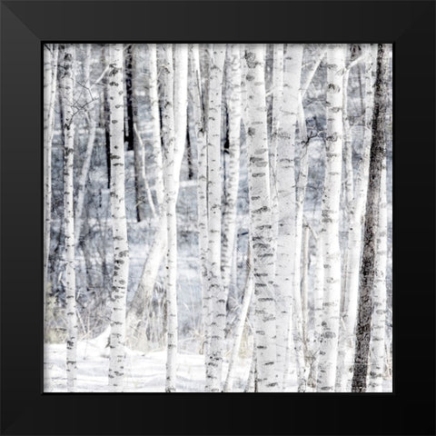 Aspen Snow 2 Black Modern Wood Framed Art Print by Allen, Kimberly