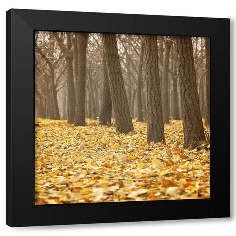 Forest Floor 2 Black Modern Wood Framed Art Print with Double Matting by Kimberly, Allen