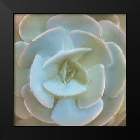 Succulent 1 Black Modern Wood Framed Art Print by Allen, Kimberly