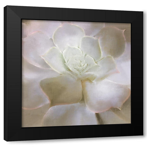 Succulent 2 Black Modern Wood Framed Art Print by Allen, Kimberly