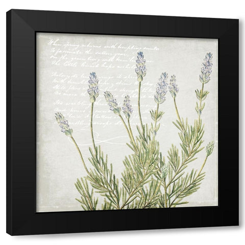 Lavender 2 Black Modern Wood Framed Art Print with Double Matting by Kimberly, Allen