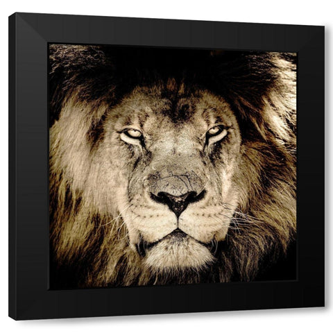 Gaze Black Modern Wood Framed Art Print with Double Matting by Kimberly, Allen