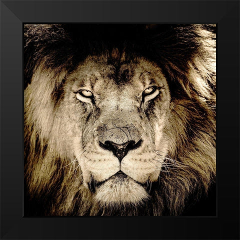 Gaze Black Modern Wood Framed Art Print by Kimberly, Allen