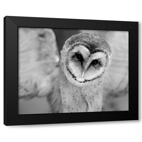 Cute Owl Wings Spread Black Modern Wood Framed Art Print by Straatsma, Leah