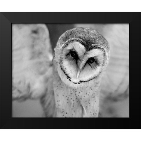 Cute Owl Wings Spread Black Modern Wood Framed Art Print by Straatsma, Leah