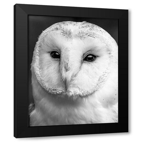 Owl Close Up Black Modern Wood Framed Art Print with Double Matting by Straatsma, Leah