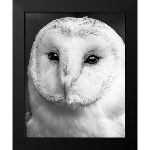 Owl Close Up Black Modern Wood Framed Art Print by Straatsma, Leah