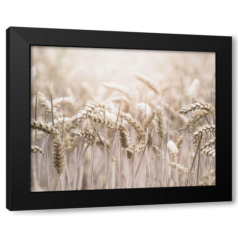 Mute Wheat Field Black Modern Wood Framed Art Print by Straatsma, Leah