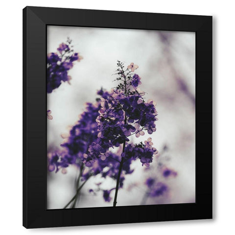 Purple Dried Hydrangea Black Modern Wood Framed Art Print with Double Matting by Straatsma, Leah