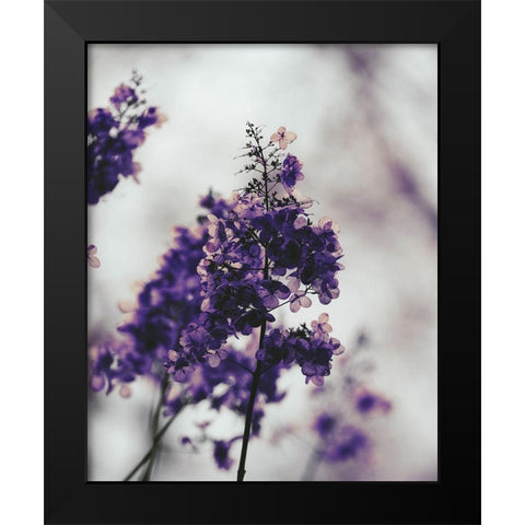 Purple Dried Hydrangea Black Modern Wood Framed Art Print by Straatsma, Leah