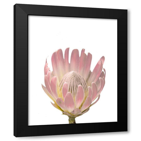Blush Protea Black Modern Wood Framed Art Print by Straatsma, Leah