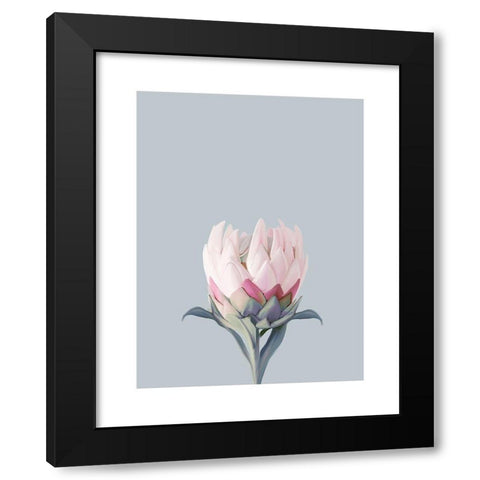 King Protea Plant Black Modern Wood Framed Art Print by Straatsma, Leah