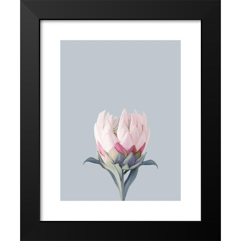King Protea Plant Black Modern Wood Framed Art Print by Straatsma, Leah