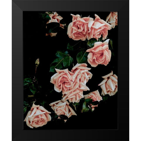 Dark Blush Roses Black Modern Wood Framed Art Print by Straatsma, Leah