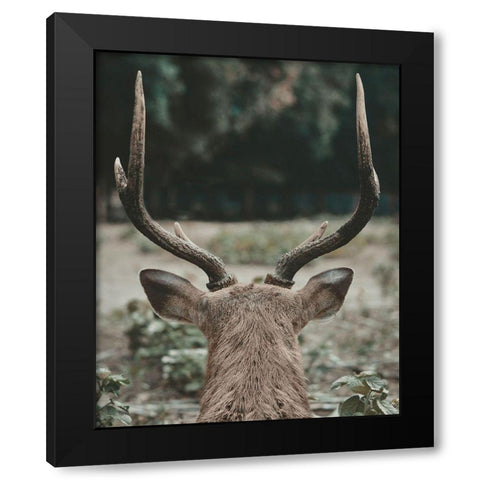 Deer With Antlers Black Modern Wood Framed Art Print with Double Matting by Straatsma, Leah