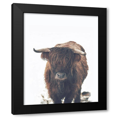 Winter Highland Cow Black Modern Wood Framed Art Print with Double Matting by Straatsma, Leah
