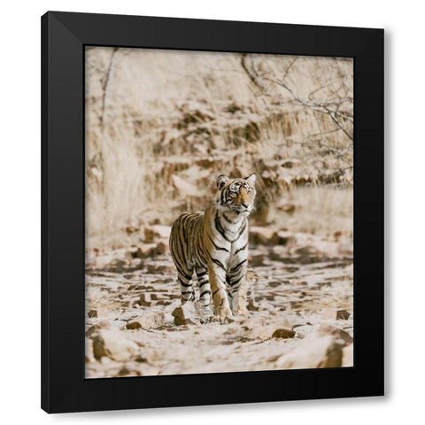 Tiger on Rocks Black Modern Wood Framed Art Print by Straatsma, Leah