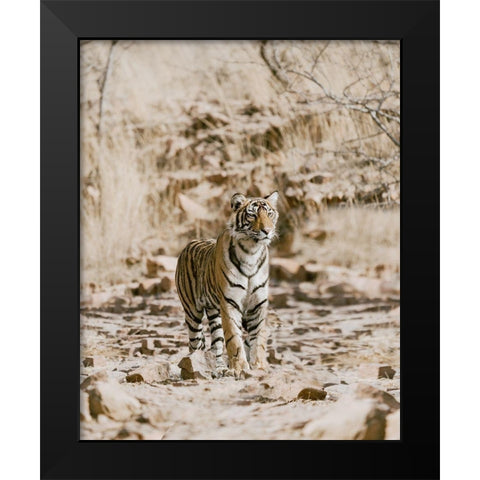 Tiger on Rocks Black Modern Wood Framed Art Print by Straatsma, Leah