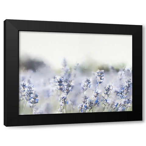 Close Lavender Field Black Modern Wood Framed Art Print with Double Matting by Straatsma, Leah