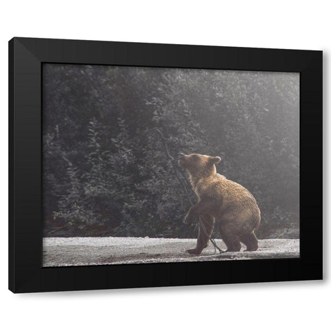 Playful Cub Black Modern Wood Framed Art Print by Straatsma, Leah