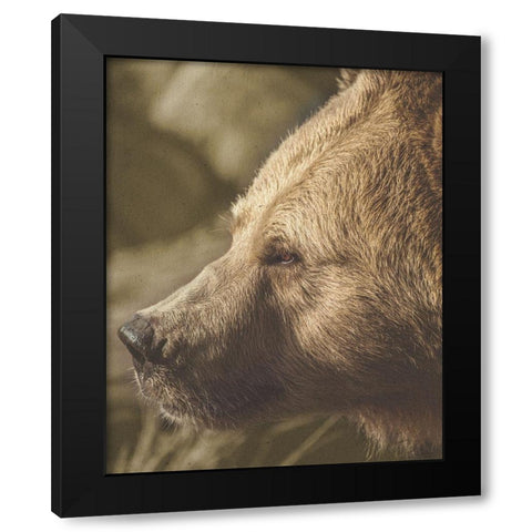 Stare Down Bear Black Modern Wood Framed Art Print with Double Matting by Straatsma, Leah