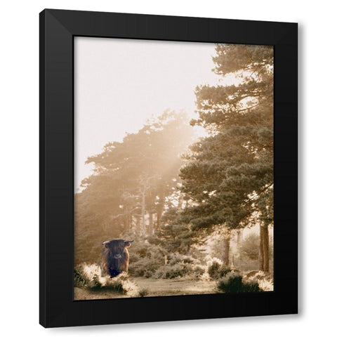 HighlandCow in Pasture Black Modern Wood Framed Art Print with Double Matting by Straatsma, Leah