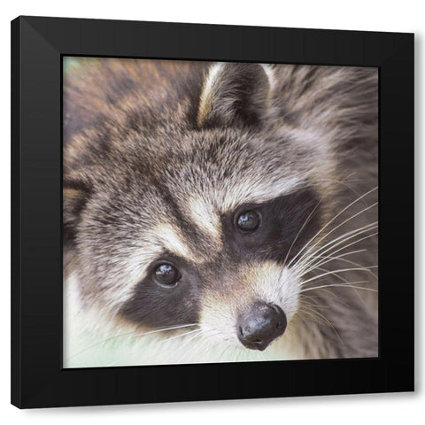 Raccoon Black Modern Wood Framed Art Print by Straatsma, Leah