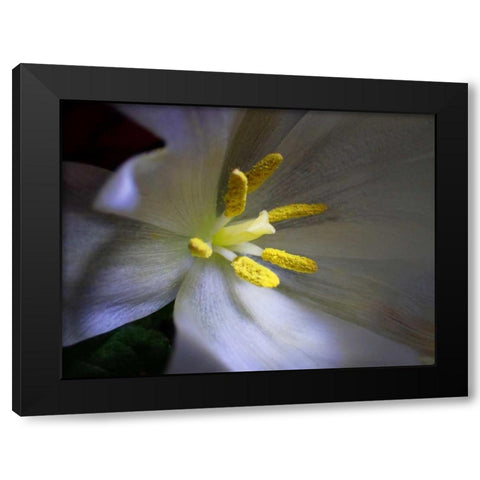 Tulpe Stempel Blau Black Modern Wood Framed Art Print by May