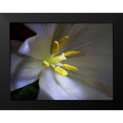 Tulpe Stempel Blau Black Modern Wood Framed Art Print by May