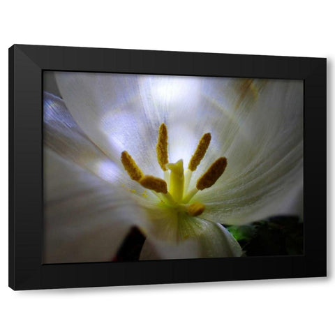 Tulpe Stempel Blau 2 Black Modern Wood Framed Art Print by May
