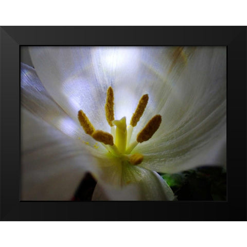 Tulpe Stempel Blau 2 Black Modern Wood Framed Art Print by May
