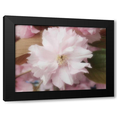 Soft Japanische Kirsche Black Modern Wood Framed Art Print by May