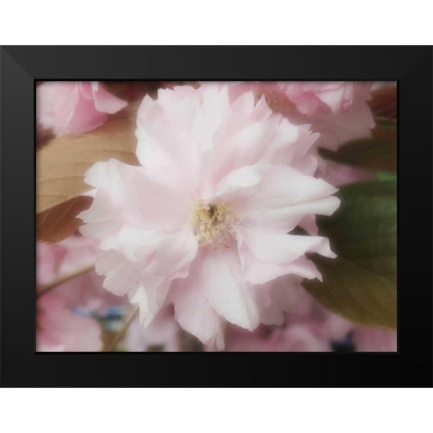 Soft Japanische Kirsche Black Modern Wood Framed Art Print by May