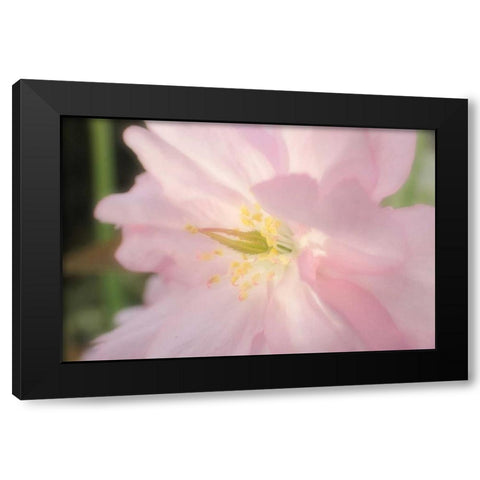 Soft Japanische Kirsche 2 Black Modern Wood Framed Art Print with Double Matting by May