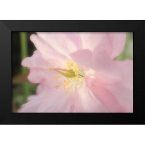 Soft Japanische Kirsche 2 Black Modern Wood Framed Art Print by May