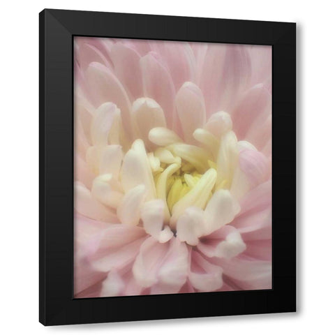 Blume Chrysantheme Black Modern Wood Framed Art Print by May