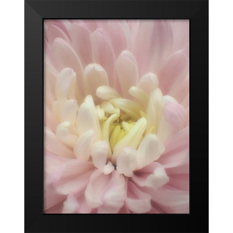Blume Chrysantheme Black Modern Wood Framed Art Print by May