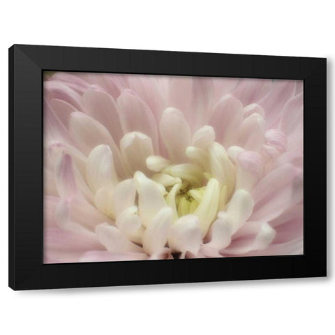 Blume Chrysantheme 2 Black Modern Wood Framed Art Print by May