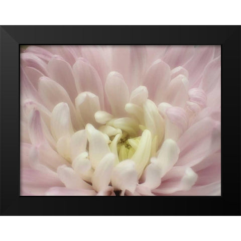 Blume Chrysantheme 2 Black Modern Wood Framed Art Print by May
