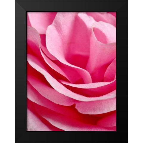 Rose Nahbereich Black Modern Wood Framed Art Print by May