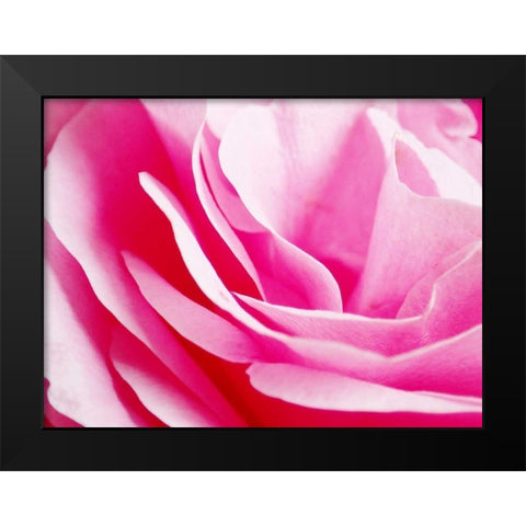 Rose Nahbereich 2 Black Modern Wood Framed Art Print by May