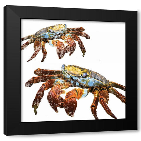 Winter Crabs Black Modern Wood Framed Art Print by Hogan, Melody
