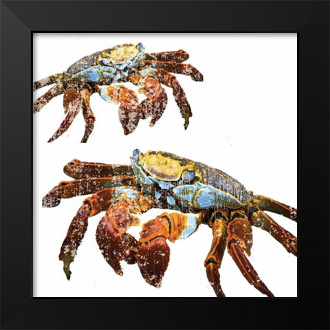 Winter Crabs Black Modern Wood Framed Art Print by Hogan, Melody