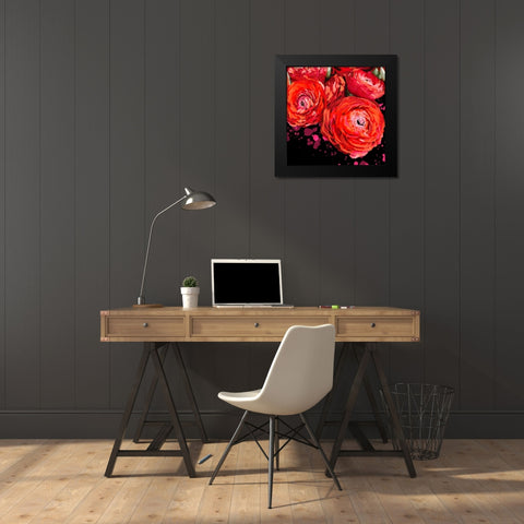 Fiery Ranunculus Black Modern Wood Framed Art Print by Hogan, Melody