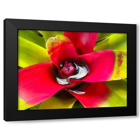 Sip Me Slowly Black Modern Wood Framed Art Print by Nebula, Melissa