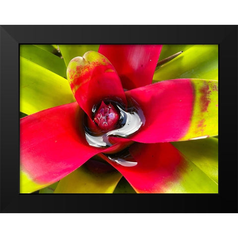 Sip Me Slowly Black Modern Wood Framed Art Print by Nebula, Melissa