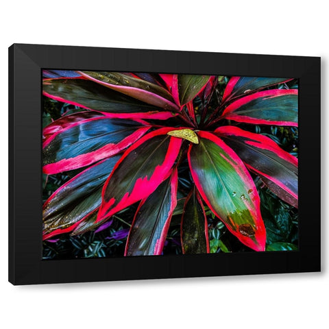 Shady Ti Tree Black Modern Wood Framed Art Print with Double Matting by Nebula, Melissa