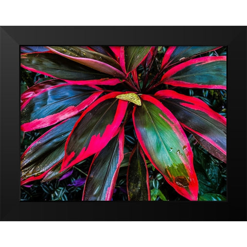 Shady Ti Tree Black Modern Wood Framed Art Print by Nebula, Melissa