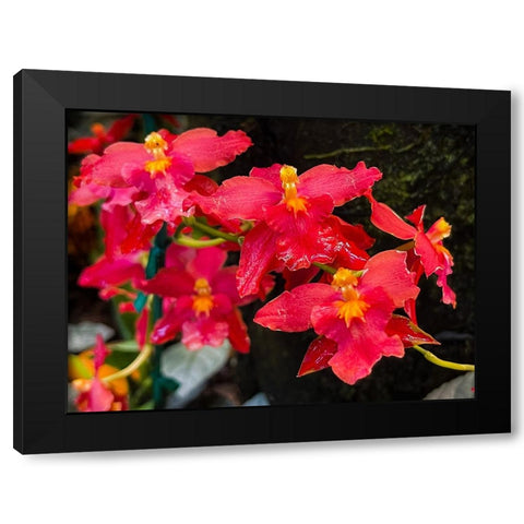 Coy Orchids In Red Black Modern Wood Framed Art Print by Nebula, Melissa